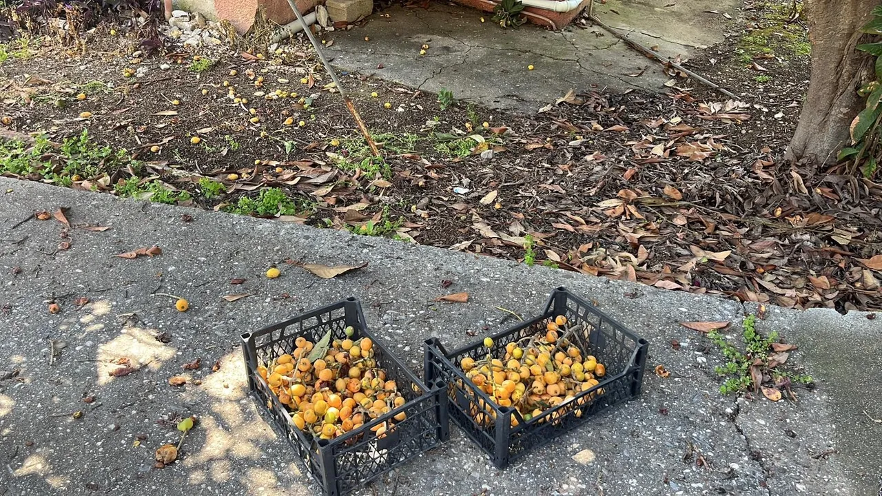 Bedava dağıttı, gelen poşet poşet topladı! Antalya’da çiftçinin ‘kıymetlisi’ avokadonun gölgesinde kaldı!