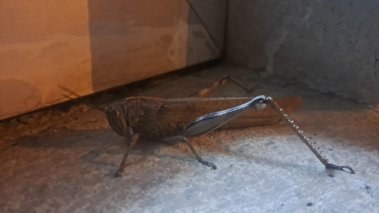 Cama çarpan kuş değil etçil çekirge çıktı! Gören bir daha baktı, 25 santimetre boyunda