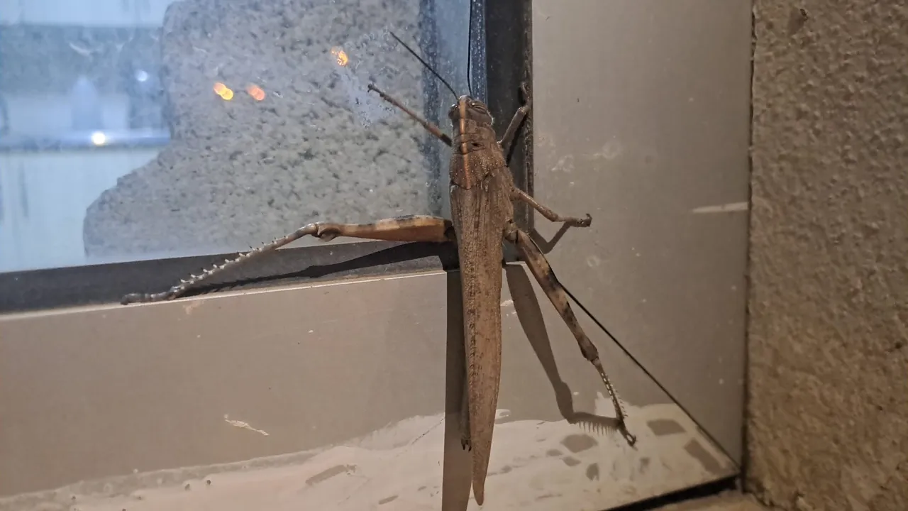 Cama çarpan kuş değil etçil çekirge çıktı! Gören bir daha baktı, 25 santimetre boyunda