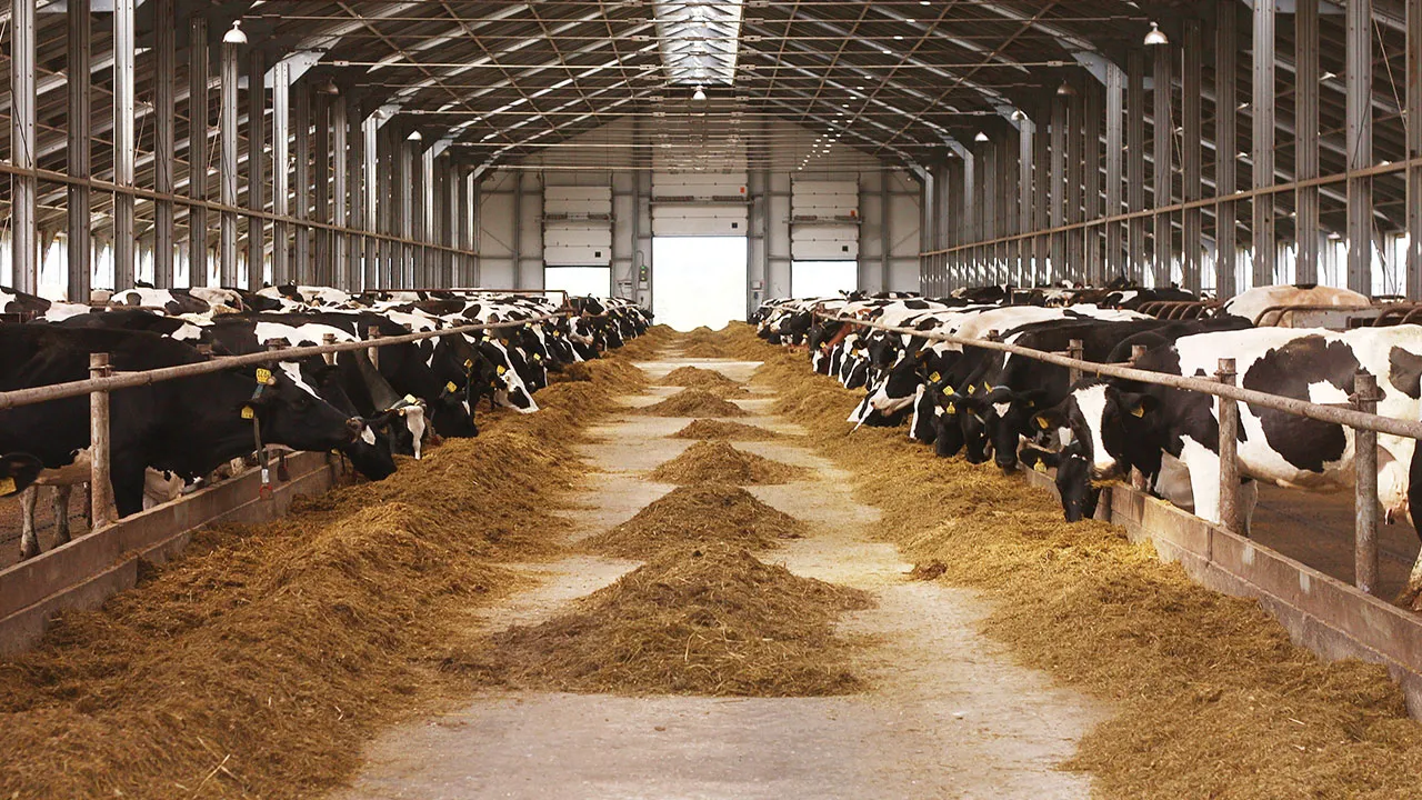 Güneydoğu'ya süper teşvik! Hayvancılık, sanayi ve katma değerli üretim ön planda 