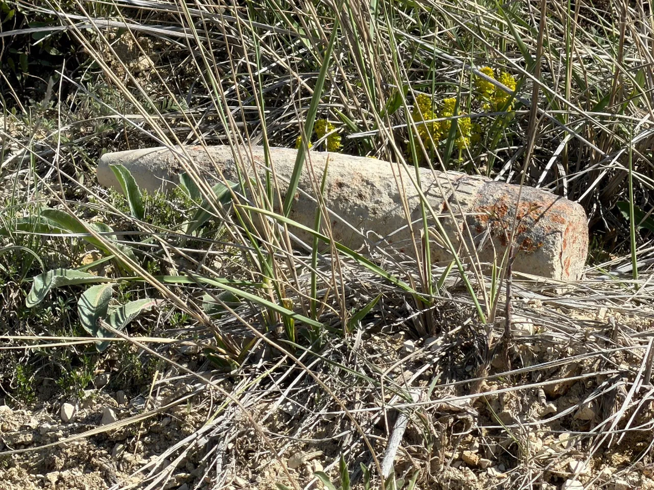 Mantar ararken top mermisi buldu! Ankara'da panik anları, ekipler devreye girdi