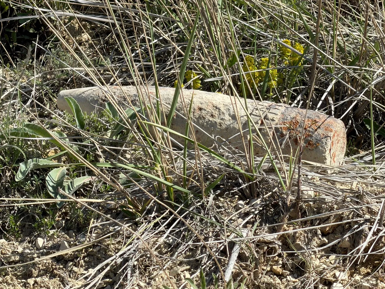 Mantar ararken top mermisi buldu! Ankara'da panik anları, ekipler devreye girdi