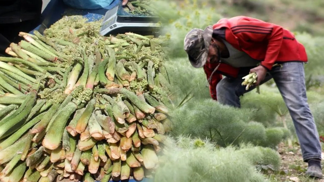 3000 metre rakımda yetişiyor! Tezgahlara düştü... Kilosu 300 lira