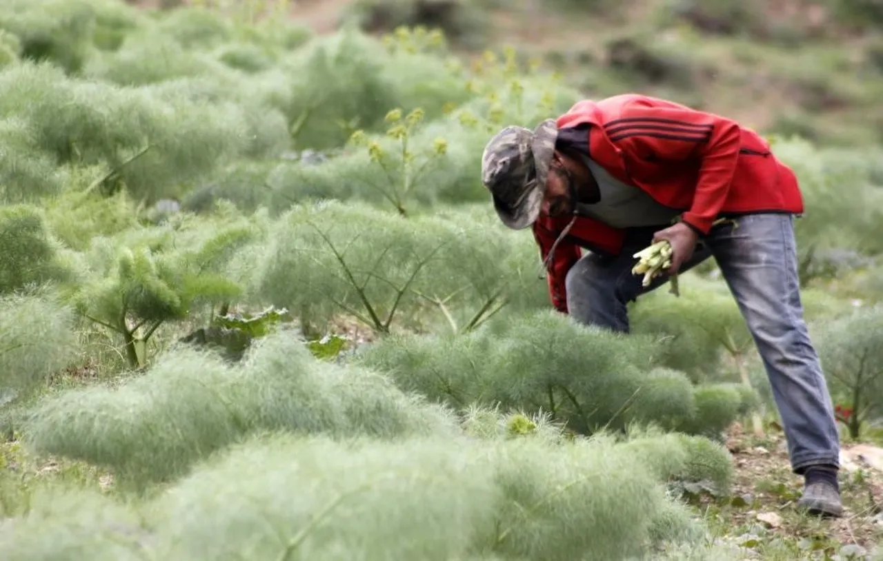 3000 metre rakımda yetişiyor! Tezgahlara düştü... Kilosu 300 lira