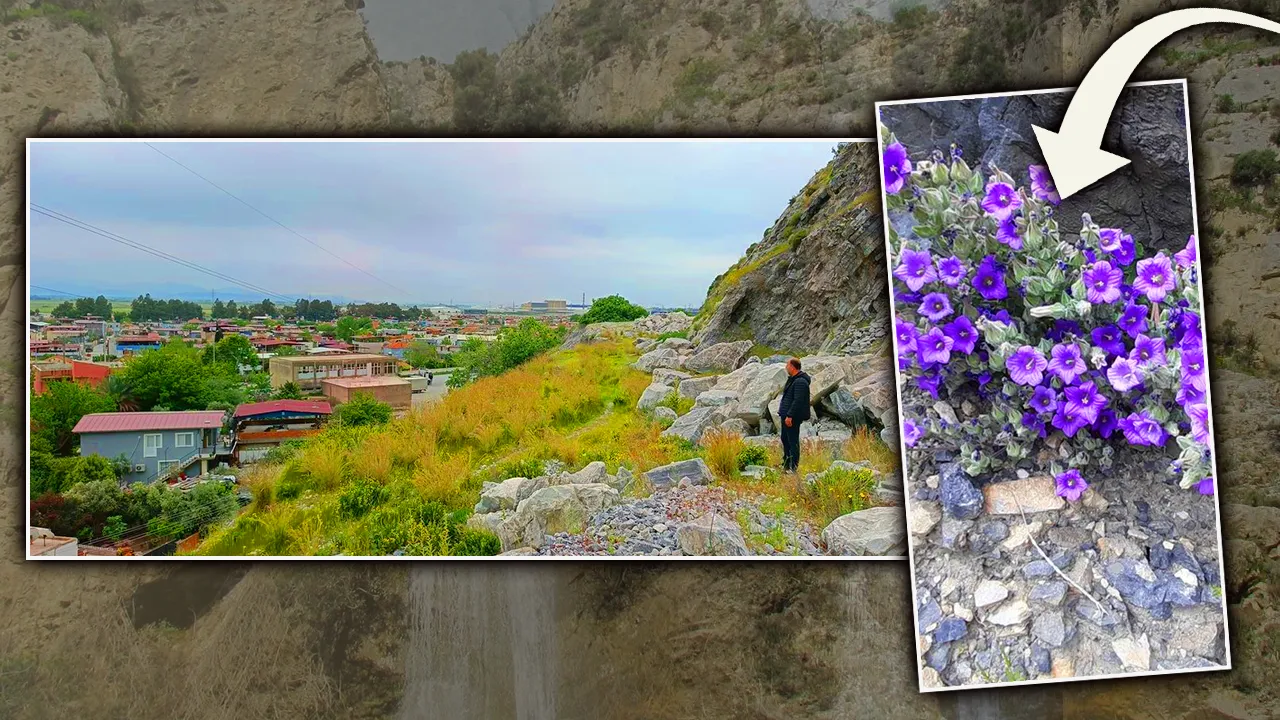 Dünyada sadece Aydın'da yetişiyor! Türkiye’nin yıllar sonra keşfedilen bitkisi yok olma tehlikesiyle karşı karşıya   