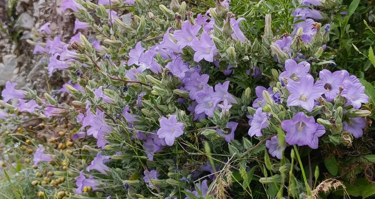 Dünyada sadece Aydında yetişiyor! Türkiye’nin yıllar sonra keşfedilen bitkisi yok olma tehlikesiyle karşı karşıya