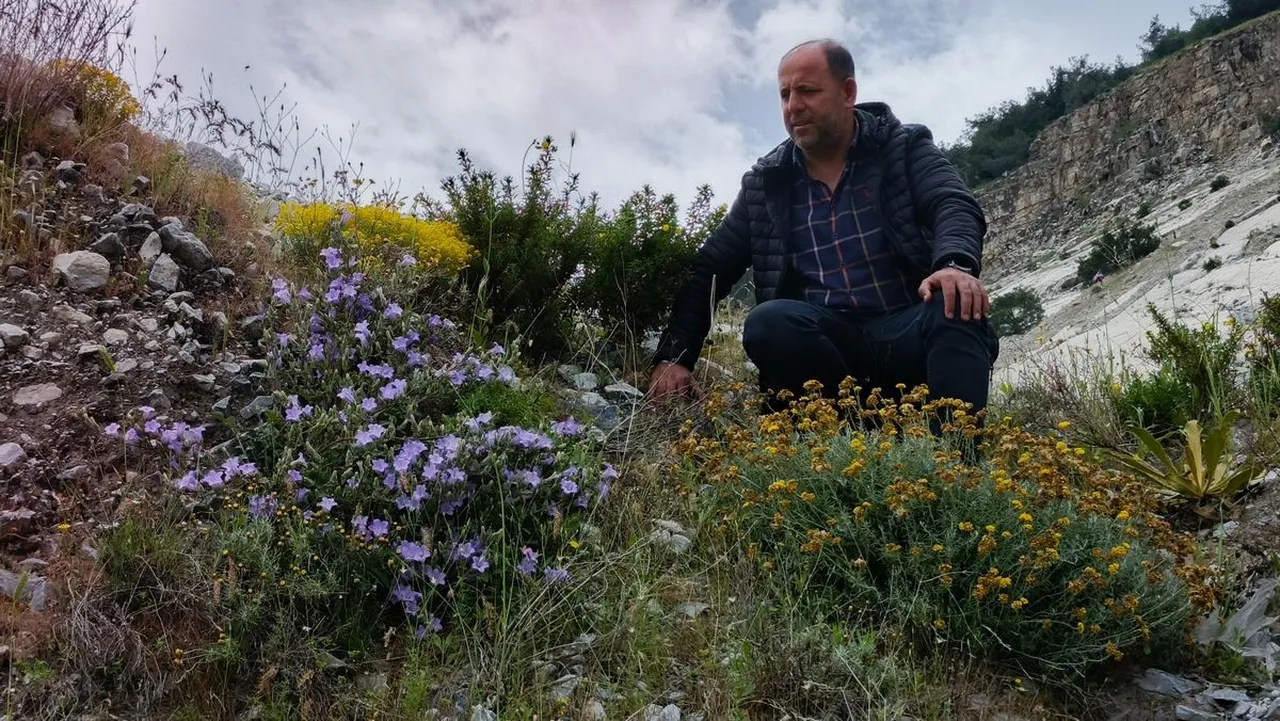 Dünyada sadece Aydında yetişiyor! Türkiye’nin yıllar sonra keşfedilen bitkisi yok olma tehlikesiyle karşı karşıya