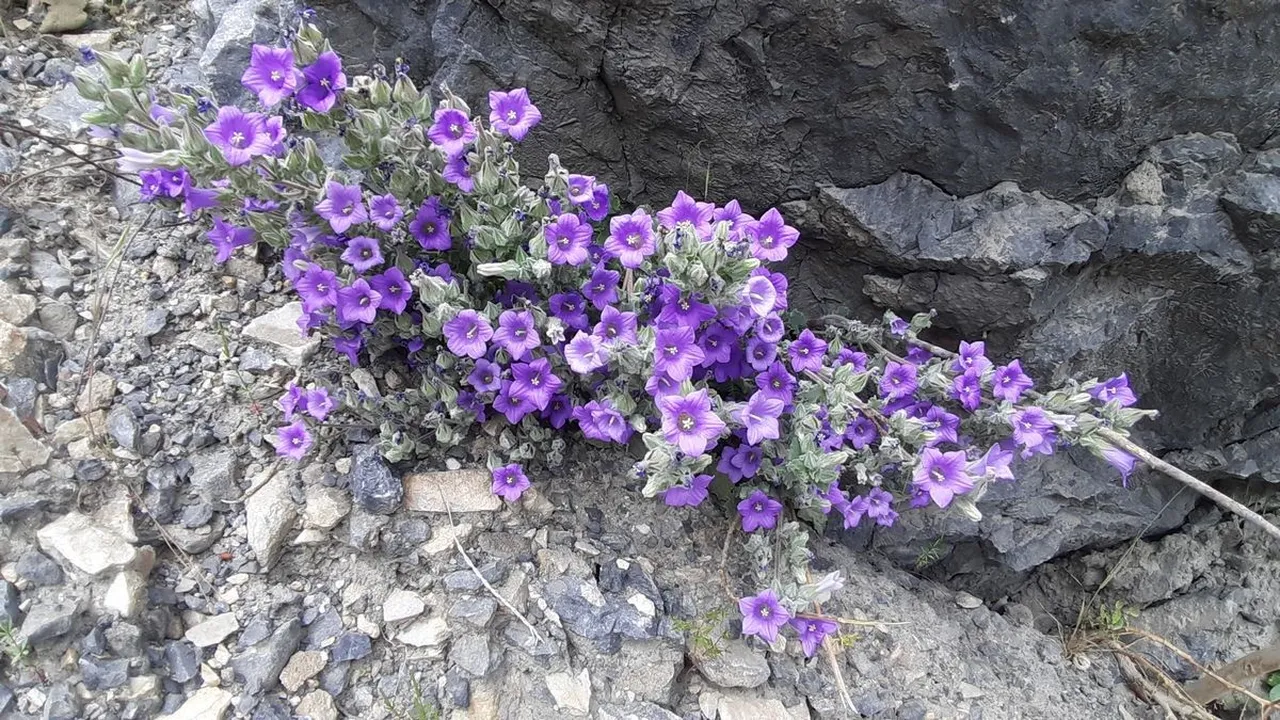 Dünyada sadece Aydında yetişiyor! Türkiye’nin yıllar sonra keşfedilen bitkisi yok olma tehlikesiyle karşı karşıya