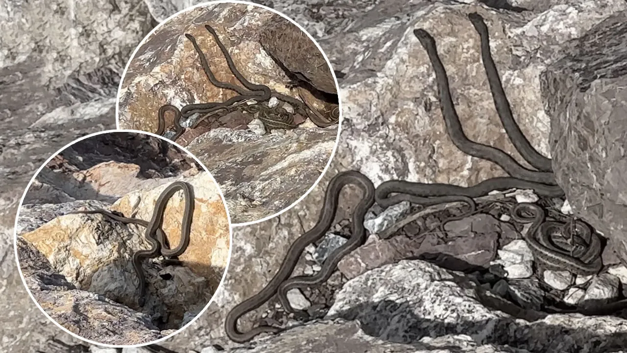 Görenler Brezilya 'Yılan Adası' zannediyor! Türkiye'deki görüntüler hayretler içinde bırakıyor