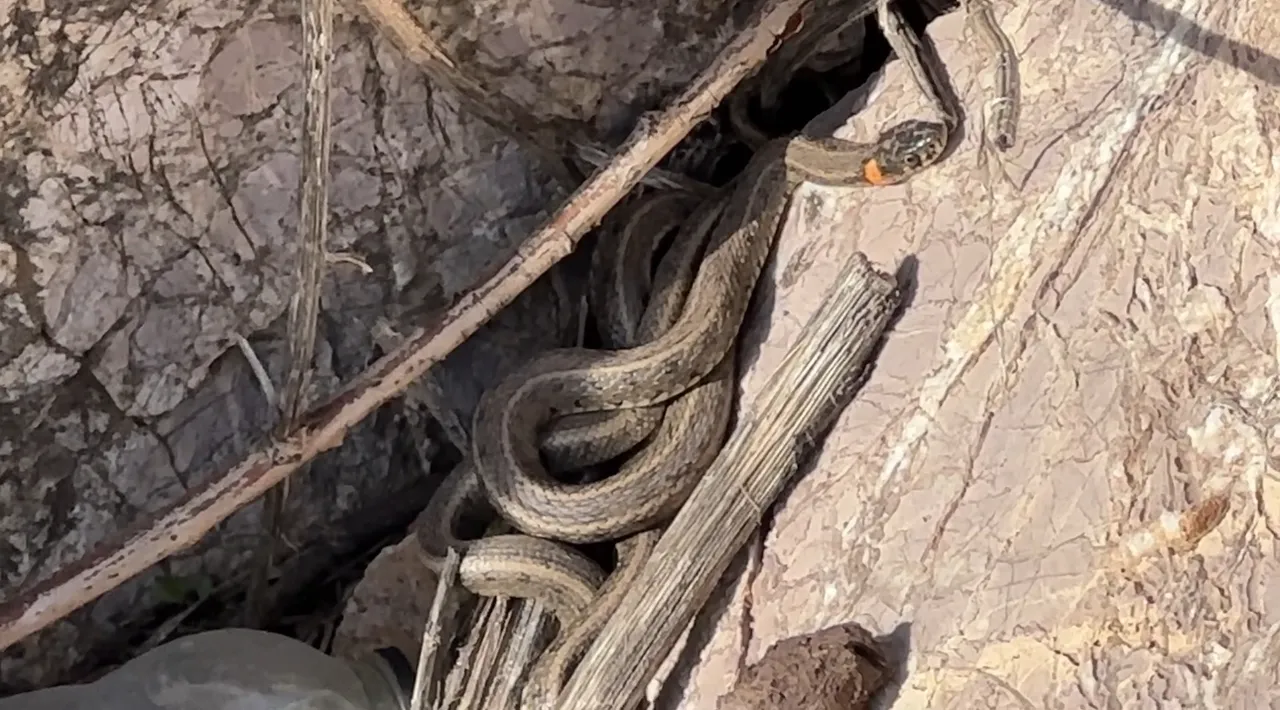 Gören Brezilya 'Yılan Adası' zannediyor! Türkiye'deki görüntüler hayretler içinde bırakıyor