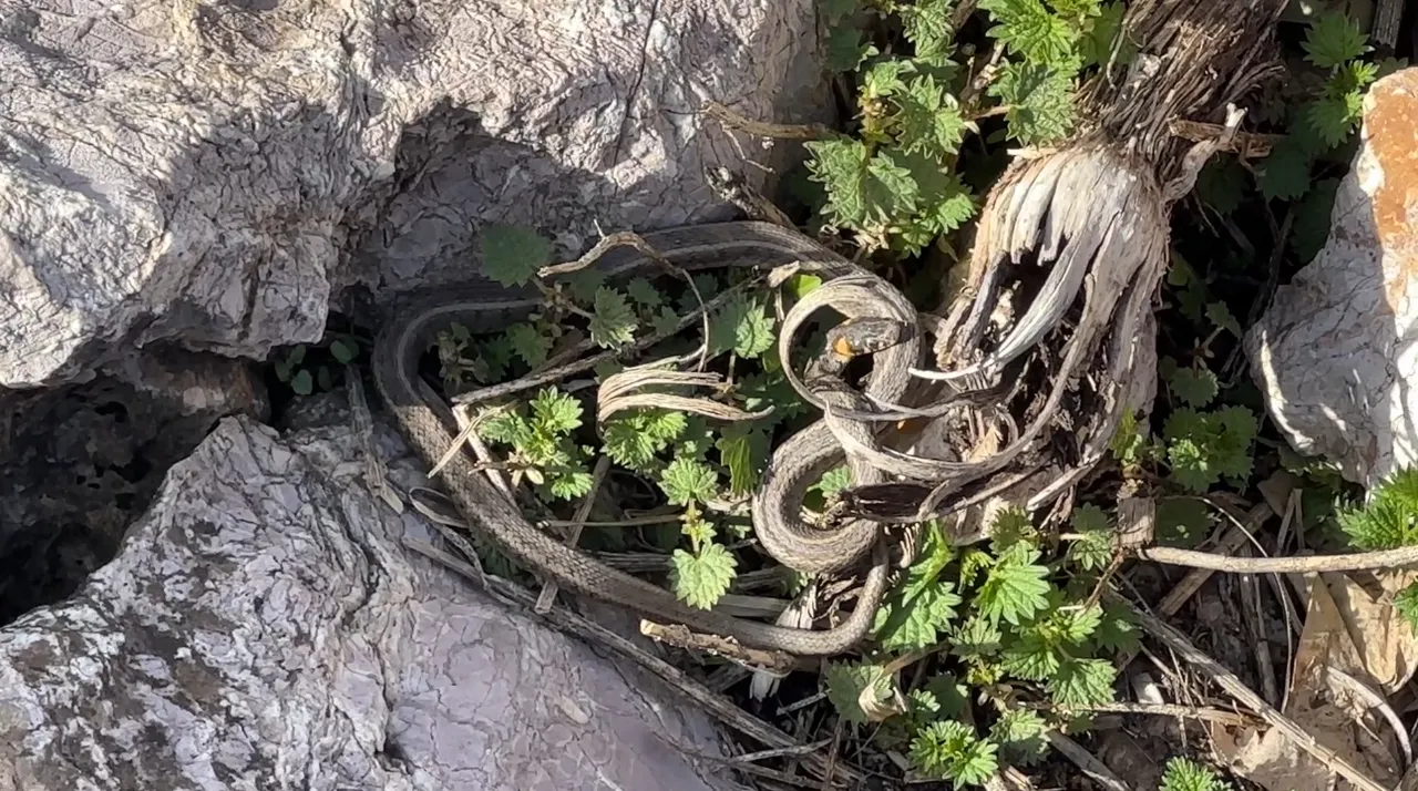 Gören Brezilya 'Yılan Adası' zannediyor! Türkiye'deki görüntüler hayretler içinde bırakıyor