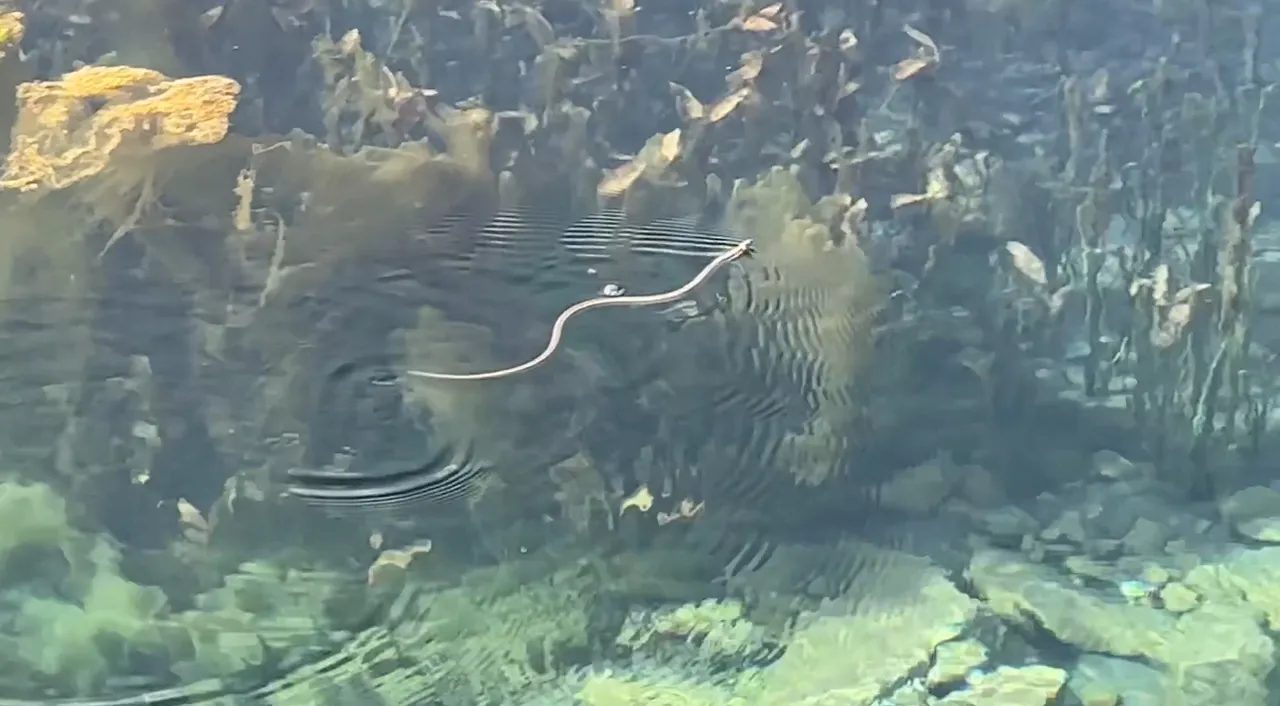 Gören Brezilya 'Yılan Adası' zannediyor! Türkiye'deki görüntüler hayretler içinde bırakıyor