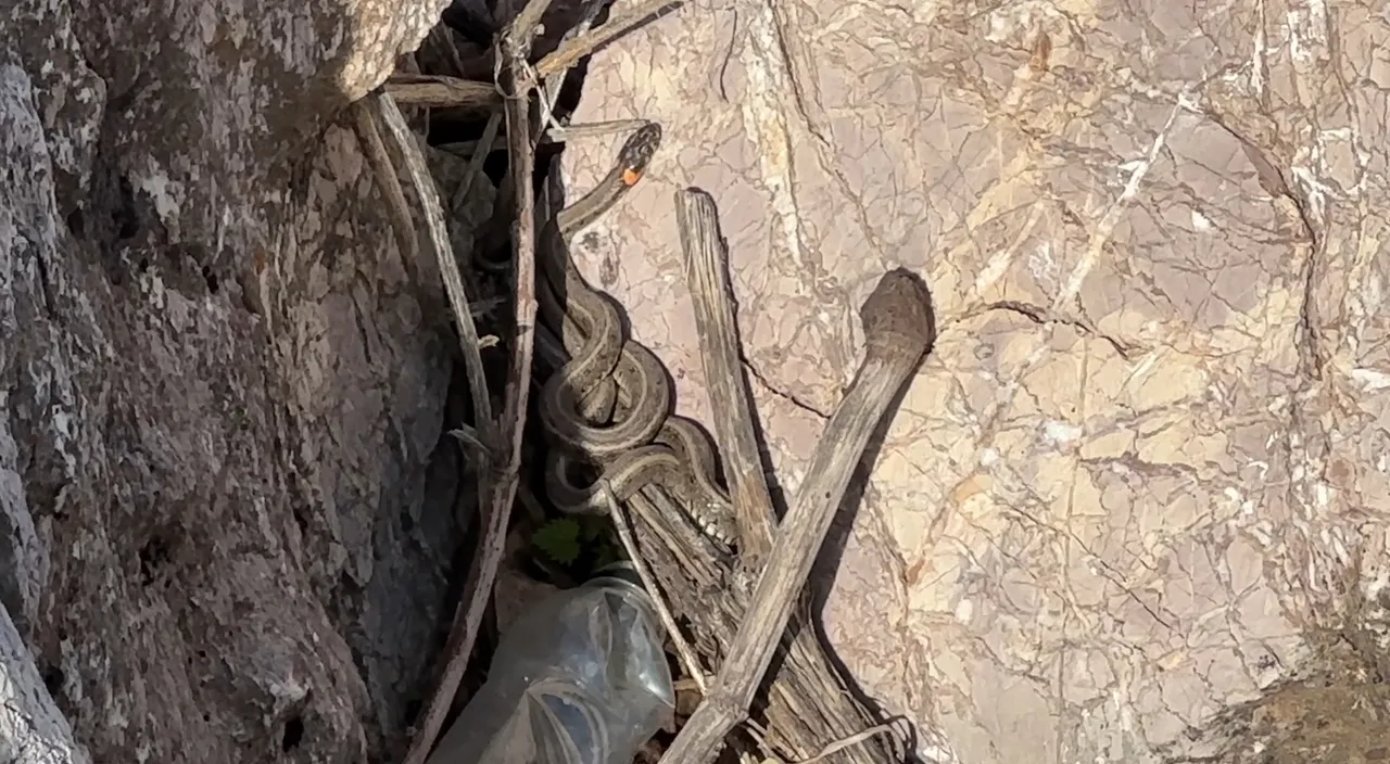 Gören Brezilya 'Yılan Adası' zannediyor! Türkiye'deki görüntüler hayretler içinde bırakıyor