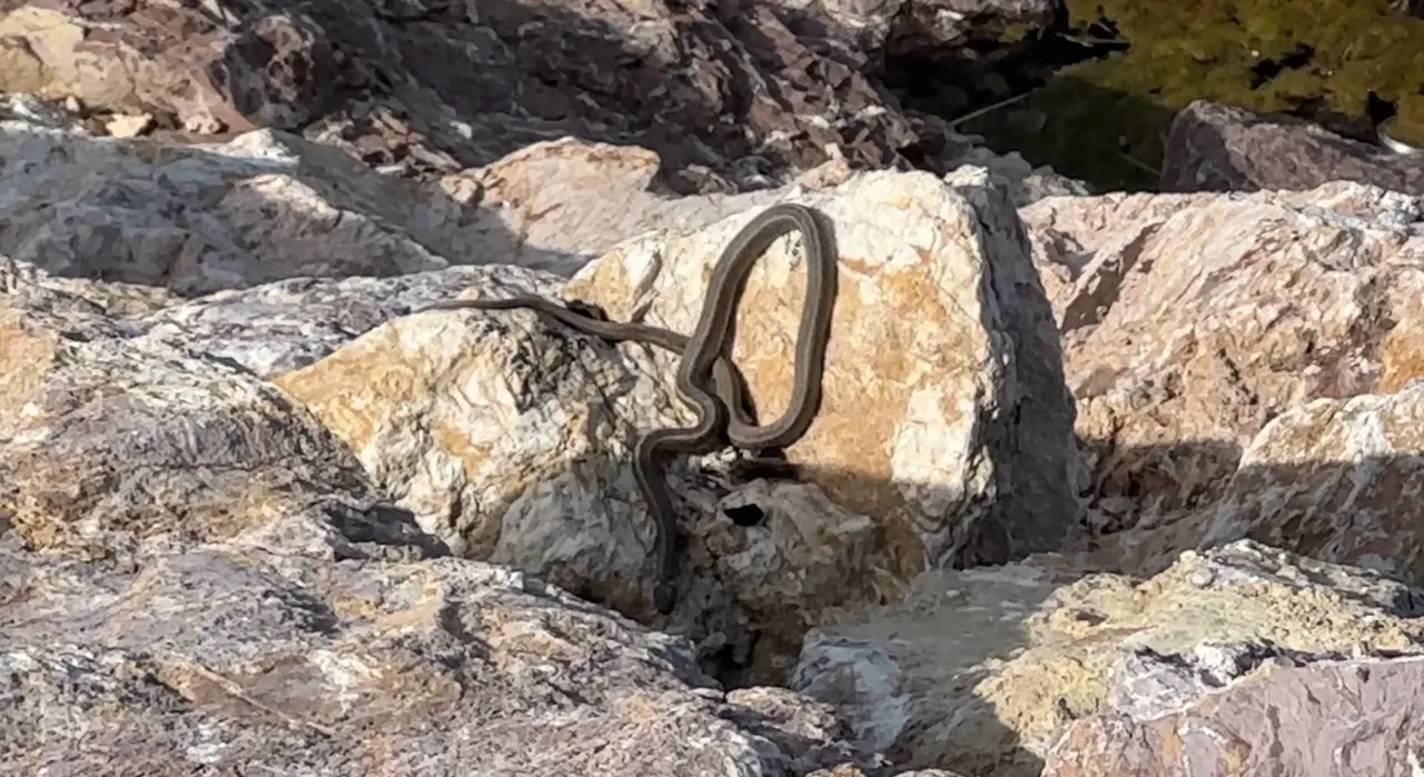 Gören Brezilya 'Yılan Adası' zannediyor! Türkiye'deki görüntüler hayretler içinde bırakıyor
