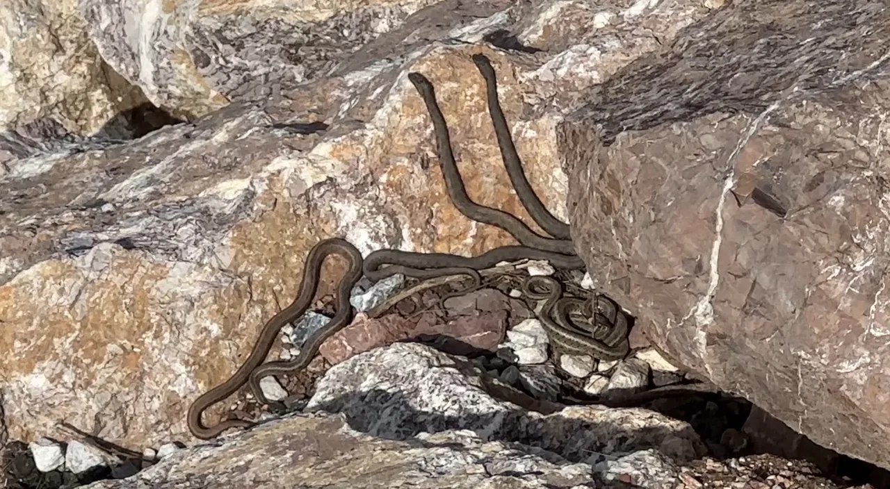 Gören Brezilya 'Yılan Adası' zannediyor! Türkiye'deki görüntüler hayretler içinde bırakıyor