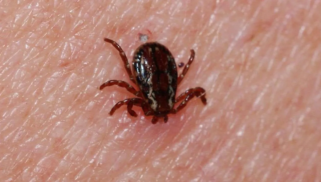 Ölümcül virüs yeniden hortladı! Sivas'ta 21 yaşındaki genç hayatını kaybetti