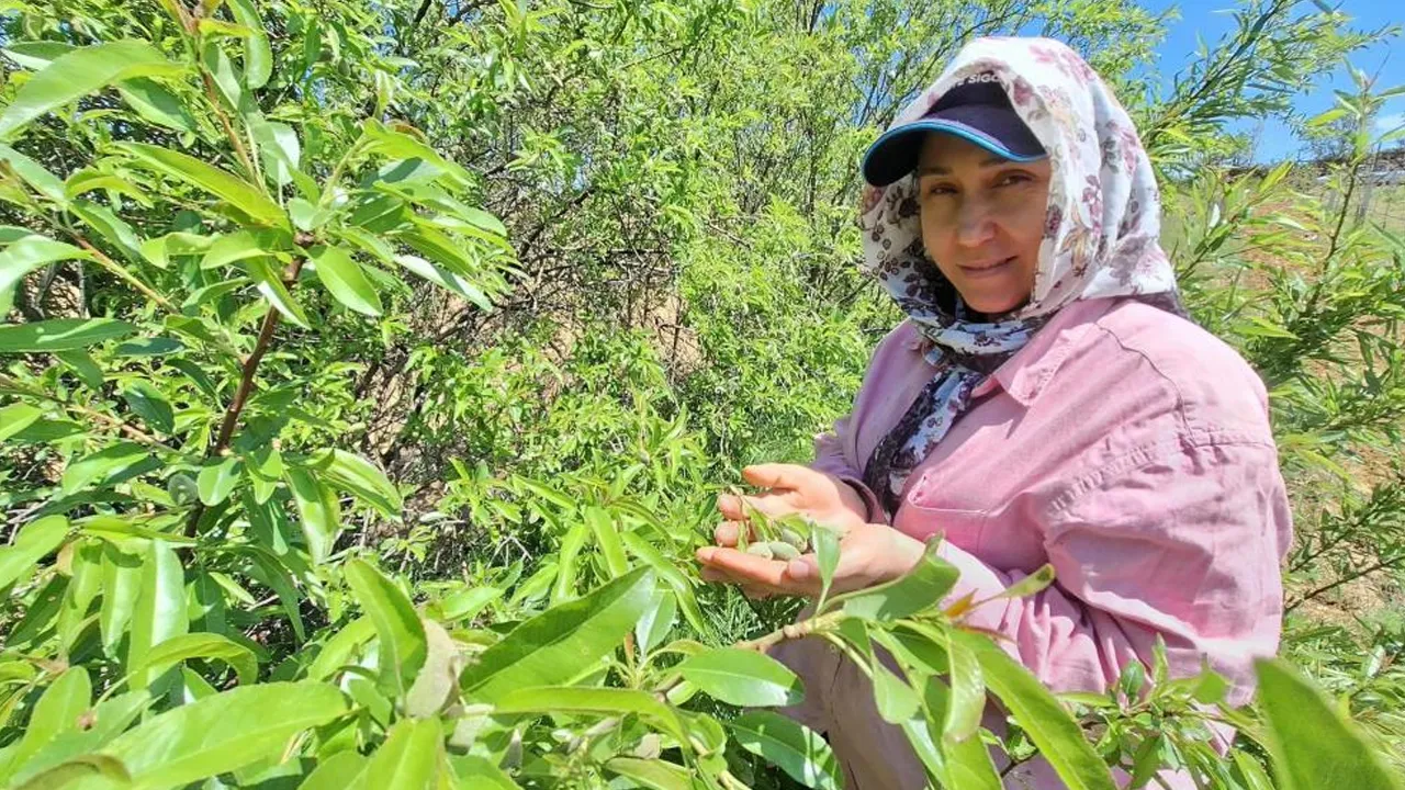 Pazar tezgahlarında yerini aldı! Kilosu 160 lira...