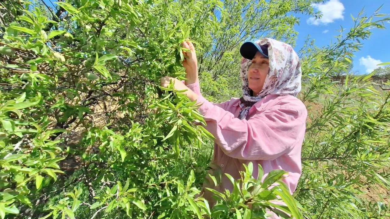 Pazar tezgahlarında yerini aldı! Kilosu 160 lira...
