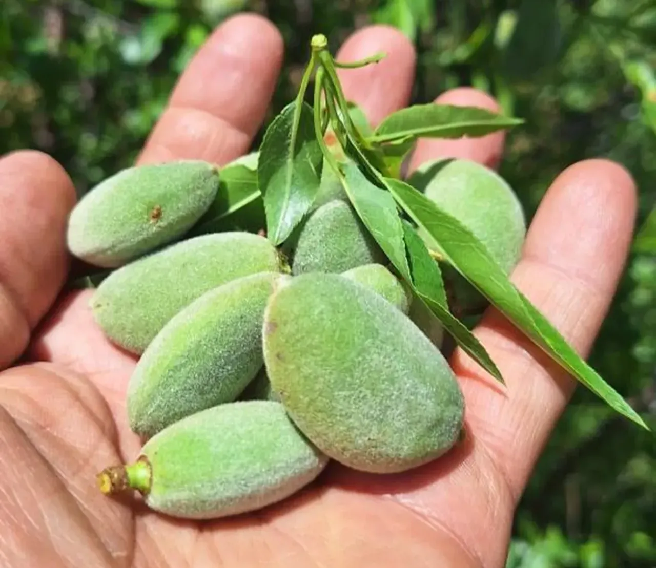 Pazar tezgahlarında yerini aldı! Kilosu 160 lira...