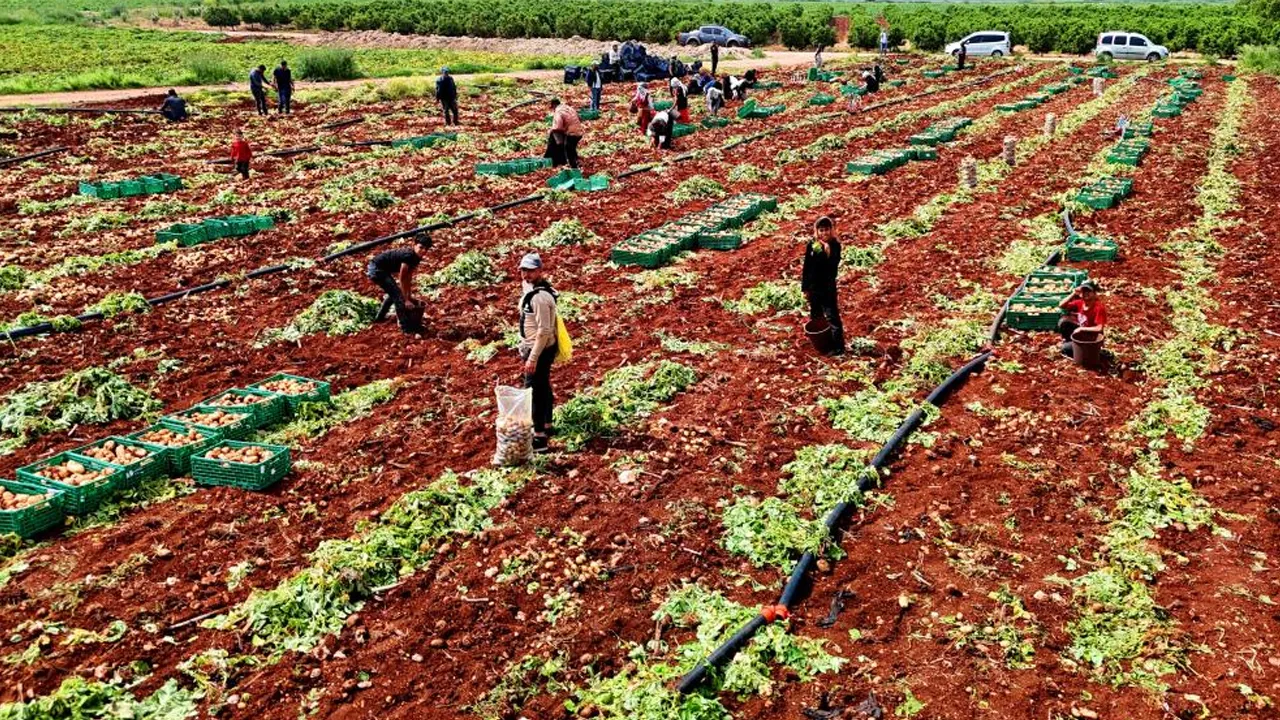 Hasat başladı, verimde büyük düşüş! Tarlada kilosu 25 lira 
