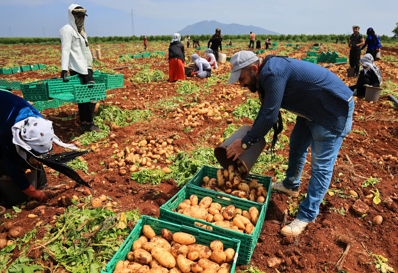 Hasat başladı, verimde büyük düşüş! Tarlada kilosu 25 lira