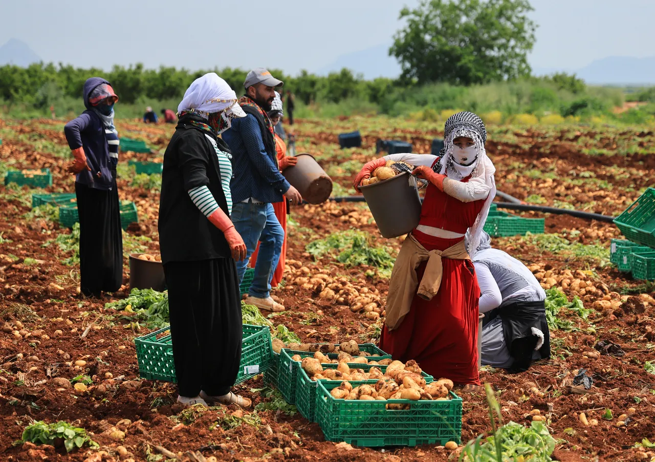 Hasat başladı, verimde büyük düşüş! Tarlada kilosu 25 lira
