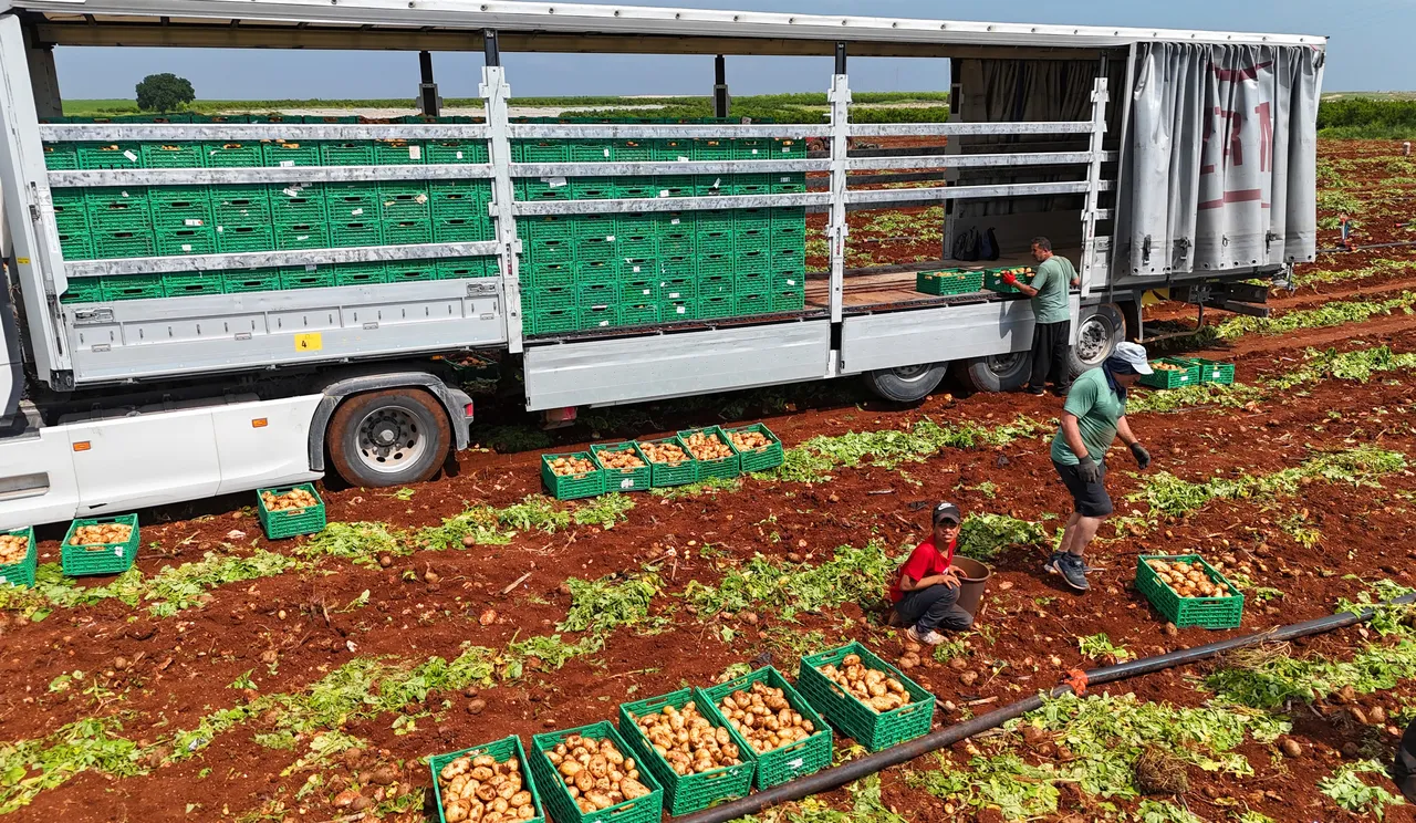 Hasat başladı, verimde büyük düşüş! Tarlada kilosu 25 lira