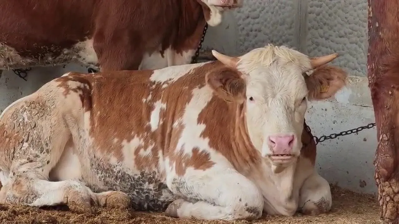 Kurban pazarlarında hareketlilik başladı! İşte büyükbaş hayvan fiyatları