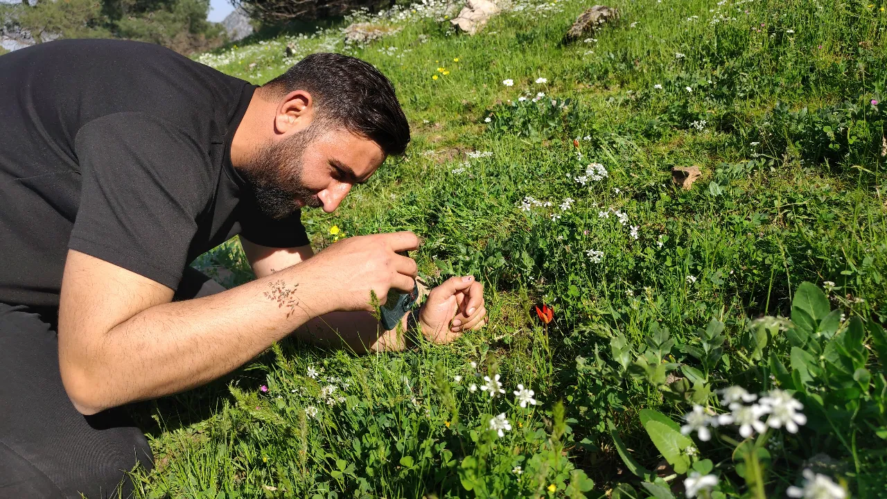 Ömrü sadece 10 gün! Koparanın hayatını karartıyor