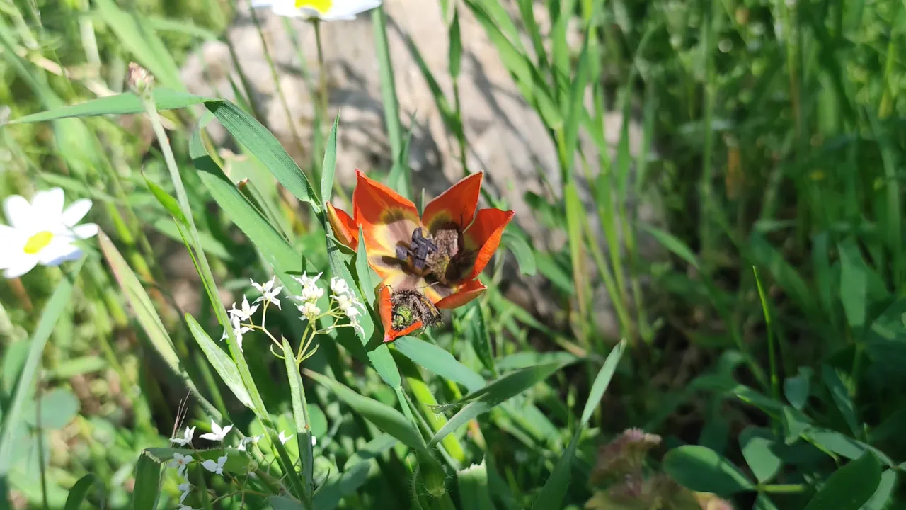 Ömrü sadece 10 gün! Koparanın hayatını karartıyor