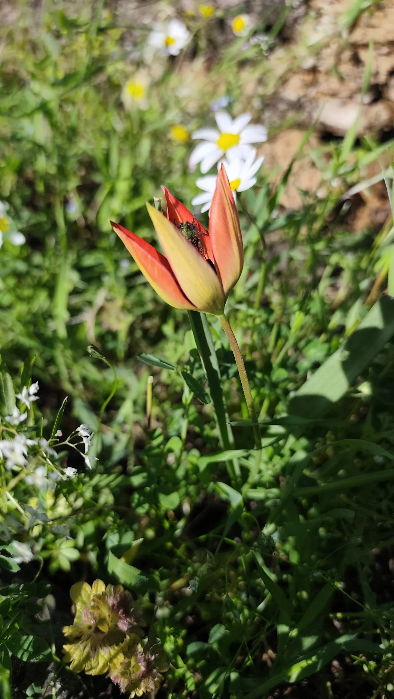 Ömrü sadece 10 gün! Koparanın hayatını karartıyor
