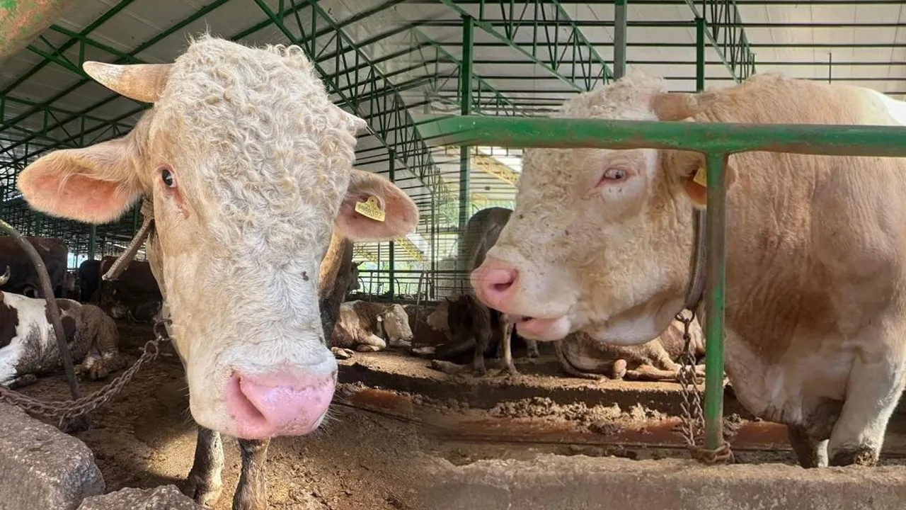 1 ton ağırlığında! 400 bin liraya alıcısı çıktı