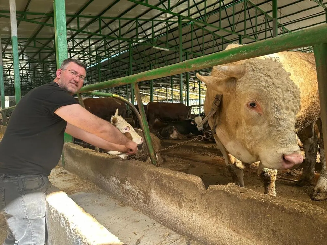 1 ton ağırlığında! 400 bin liraya alıcısı çıktı