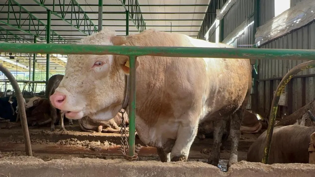 1 ton ağırlığında! 400 bin liraya alıcısı çıktı