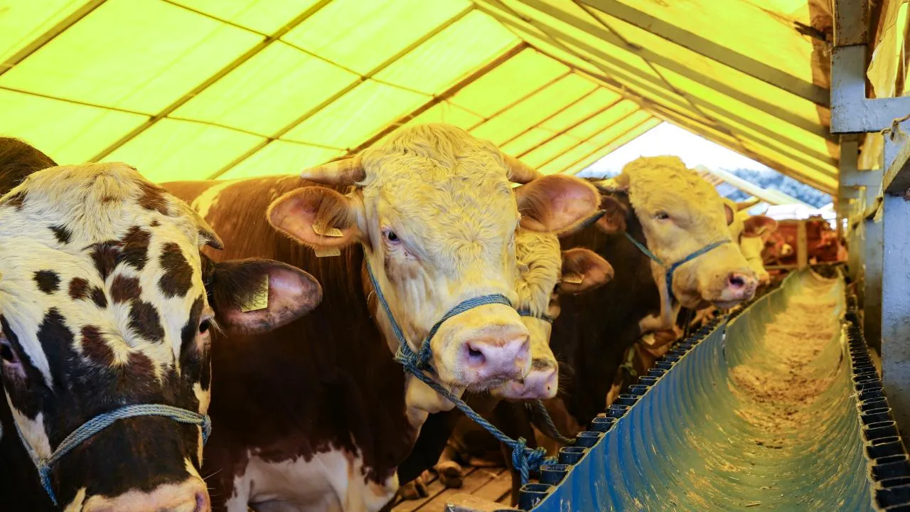 2025'e göre %60 arttı! İşte küçükbaş ve büyükbaş kurbanlık fiyatları 