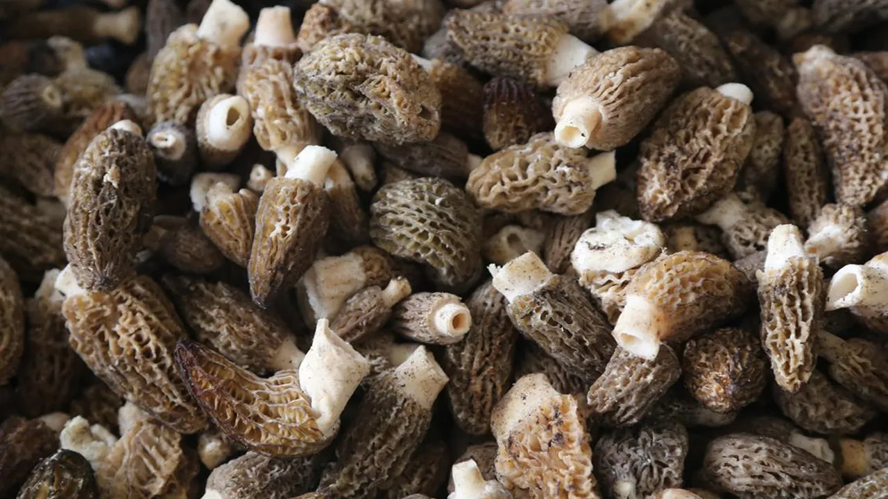 Bölgenin geçim kaynağı oldu! Dağda kendiliğinden yetişiyor, kilosu 2 bin TL'den satılıyor