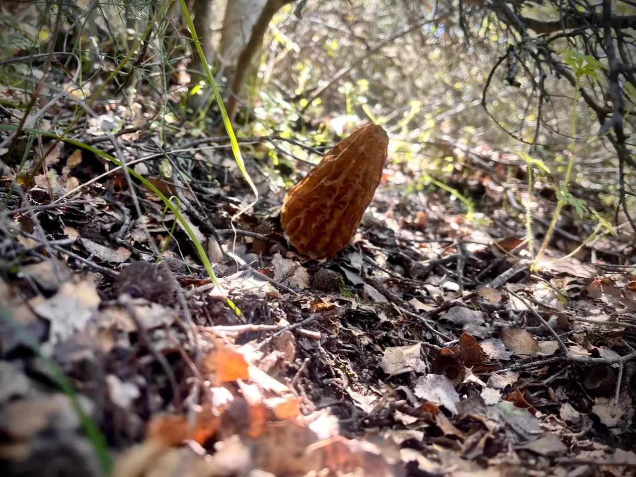 Bölgenin geçim kaynağı oldu! Dağda kendiliğinden yetişiyor, kilosu 2 bin TL'den satılıyor