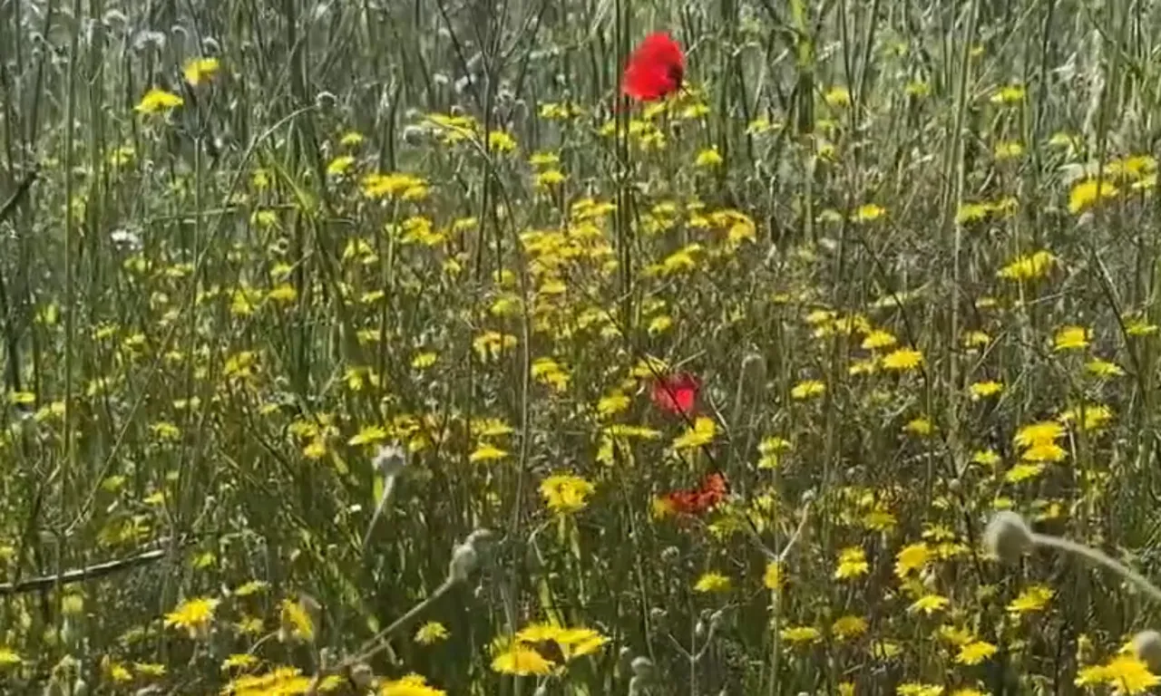 Dağlarda titizlikle iz sürerek buldu! “Torunlarıma sonsuza kadar miras bırakıyorum”