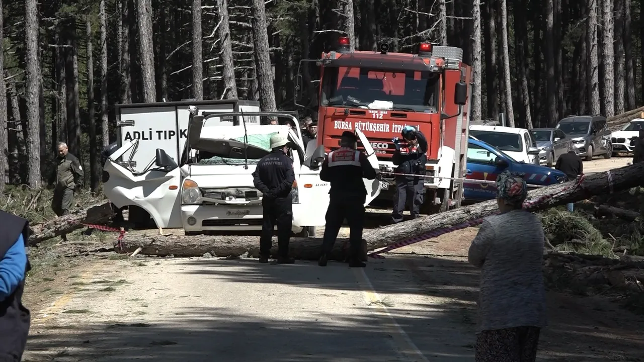 Kesilen ağaç kamyoneti ezdi, sürücü feci şekilde can verdi