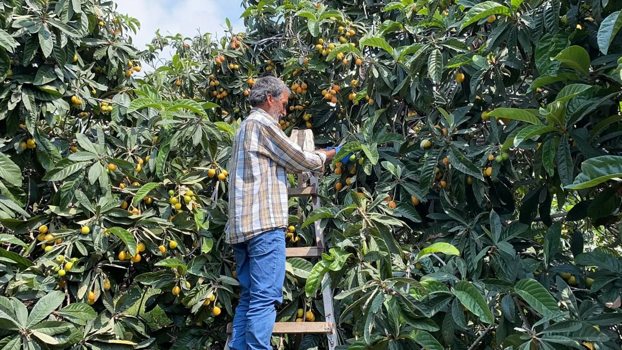 'Sarı altın'da hasat 1,5 ay sürecek! İçeriye 100 liradan, dışarıya 4 dolardan satılıyor