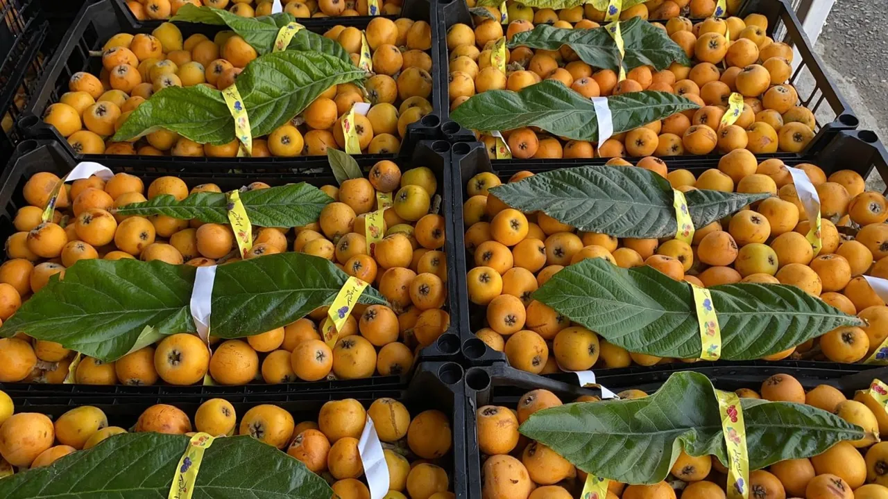 'Sarı altın'da hasat 1,5 ay sürecek! İçeriye 100 liradan, dışarıya 4 dolardan satılıyor