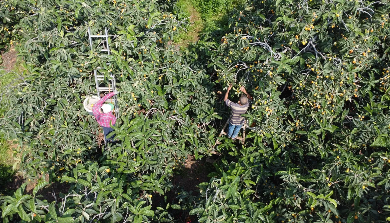 'Sarı altın'da hasat 1,5 ay sürecek! İçeriye 100 liradan, dışarıya 4 dolardan satılıyor
