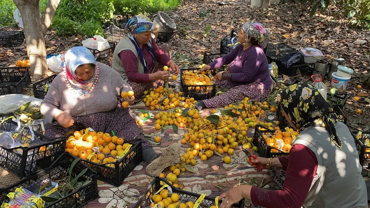 'Sarı altın'da hasat 1,5 ay sürecek! İçeriye 100 liradan, dışarıya 4 dolardan satılıyor