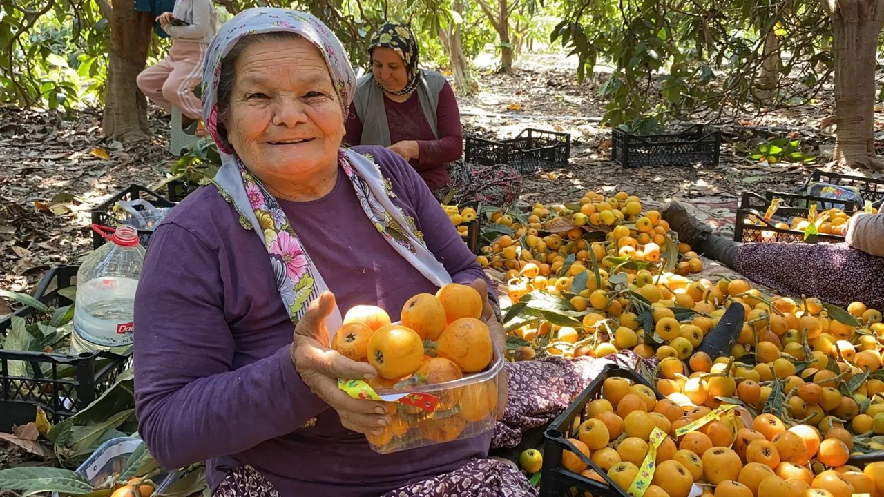 'Sarı altın'da hasat 1,5 ay sürecek! İçeriye 100 liradan, dışarıya 4 dolardan satılıyor
