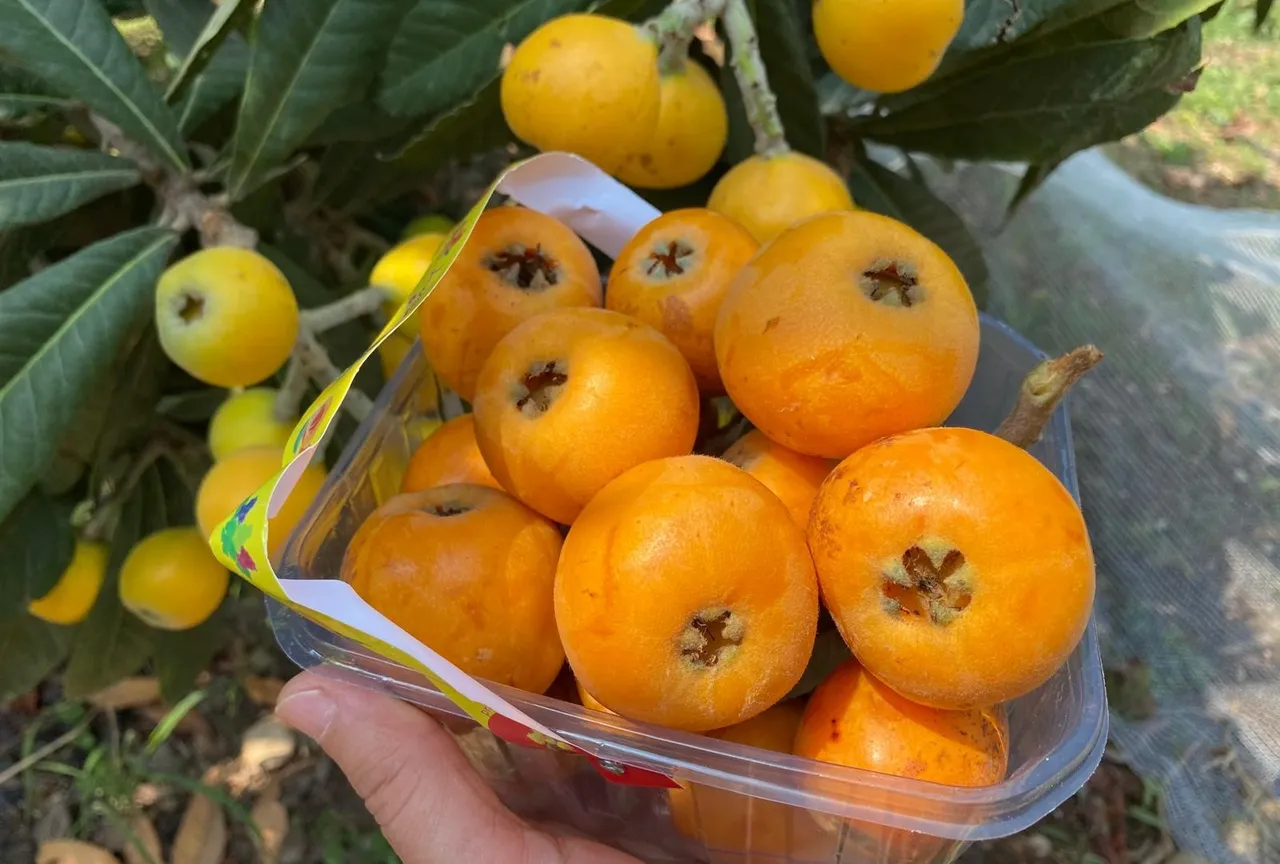 'Sarı altın'da hasat 1,5 ay sürecek! İçeriye 100 liradan, dışarıya 4 dolardan satılıyor