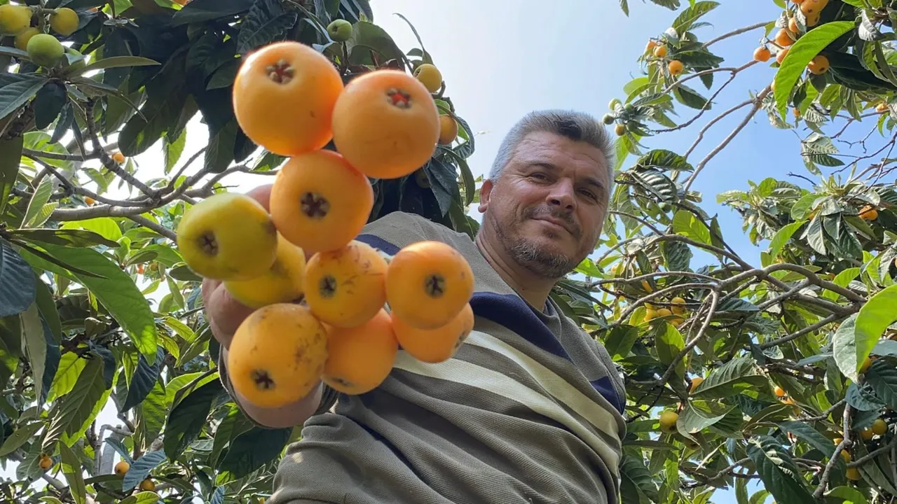 'Sarı altın'da hasat 1,5 ay sürecek! İçeriye 100 liradan, dışarıya 4 dolardan satılıyor
