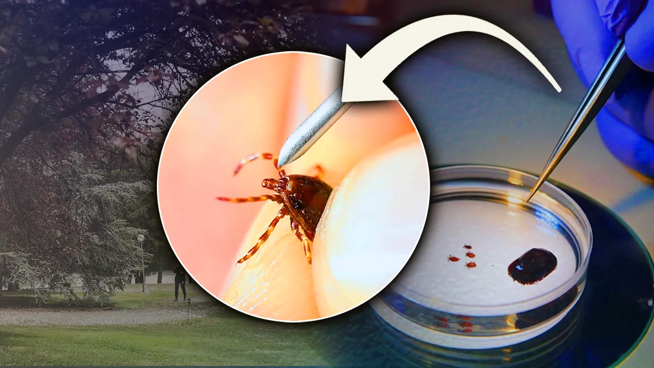 Yazın ‘ölümcül’ virüsü geri döndü! En çok parkta, bahçede gizleniyor, 3 vaka sonrası ilaçlama başladı 