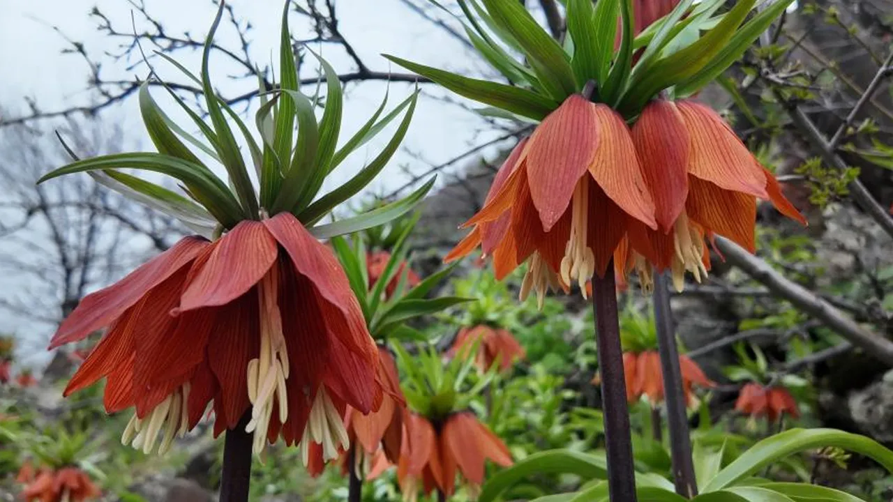 Yılda sadece 20 gün açıyor… Bakmak serbest, dokunmanın cezası ise 700 bin TL