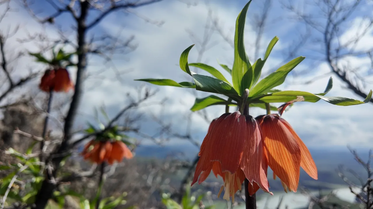 Yılda sadece 20 gün açıyor… Bakmak serbest, dokunmanın cezası ise 700 bin TL