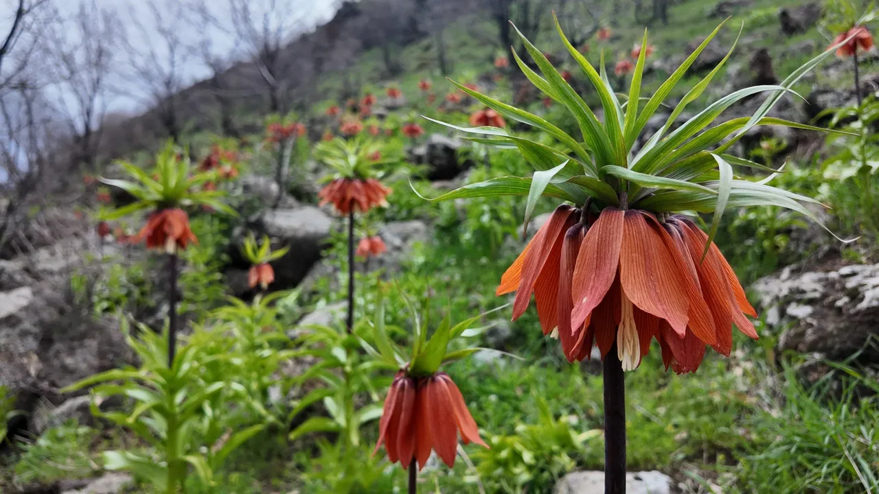 Yılda sadece 20 gün açıyor… Bakmak serbest, dokunmanın cezası ise 700 bin TL